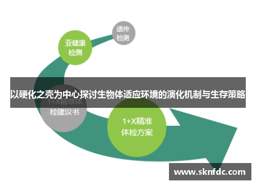 以硬化之壳为中心探讨生物体适应环境的演化机制与生存策略